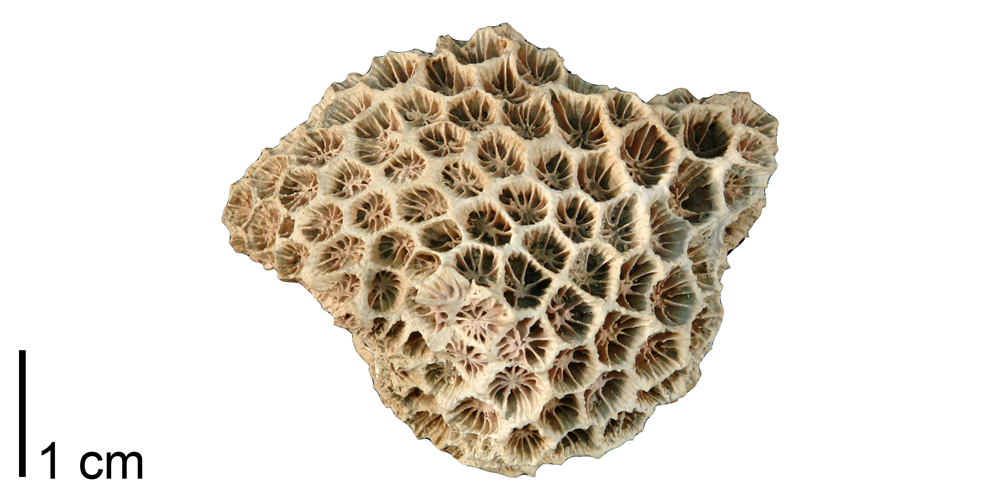 Photograph of the colonial, encrusting coral Septastrea marylandica.