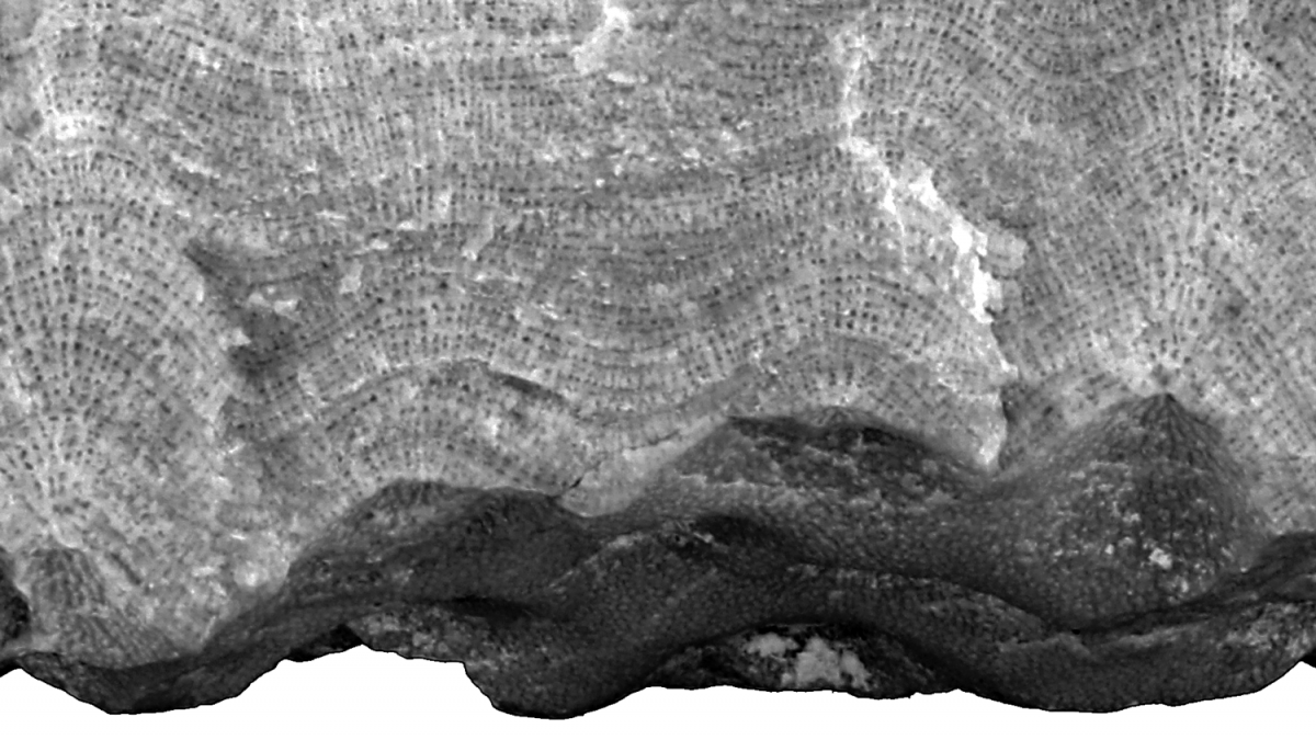 Stromatoporoid layers