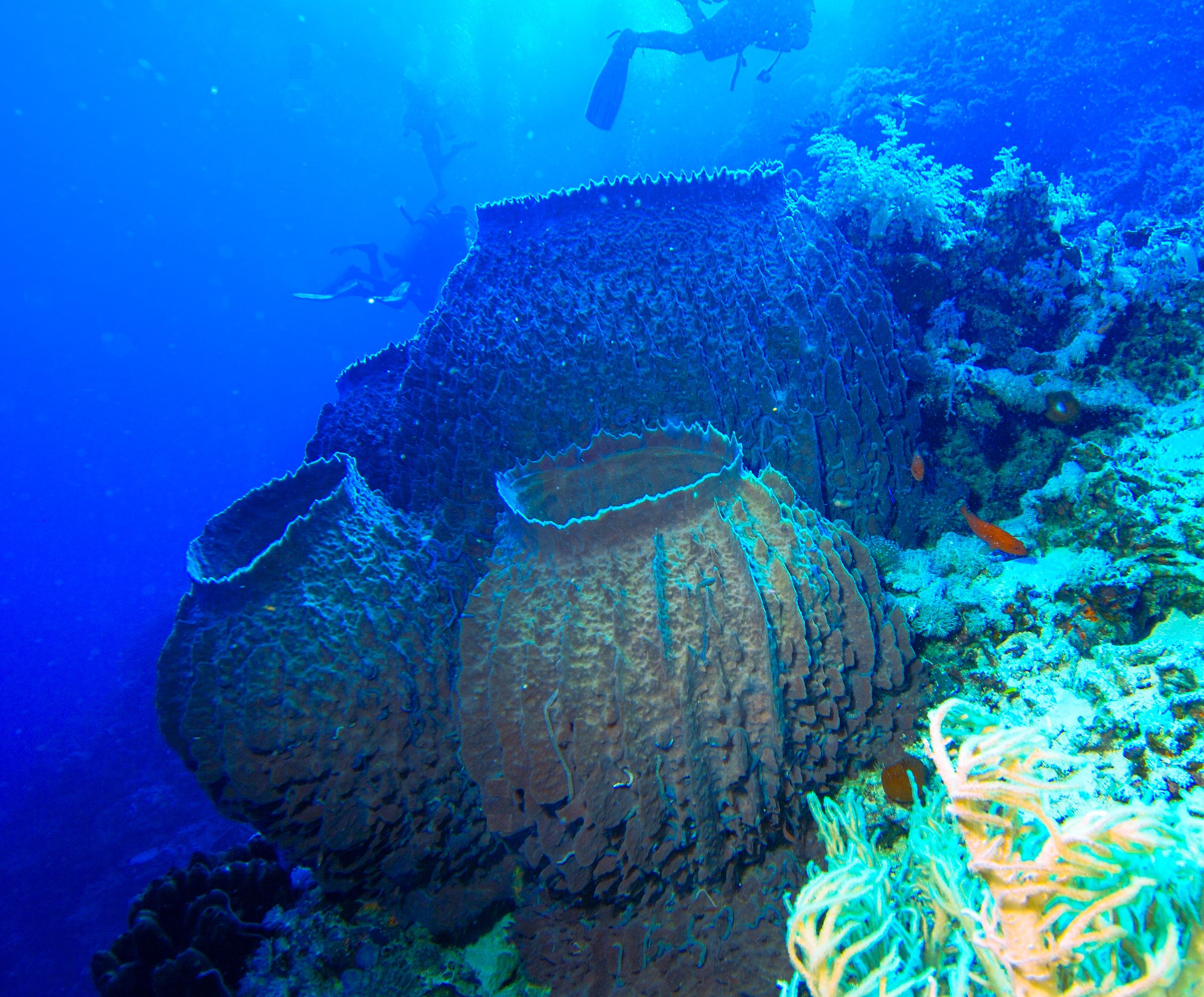 Photograph of giant barrel sponges (Xestospongia testudinaria)