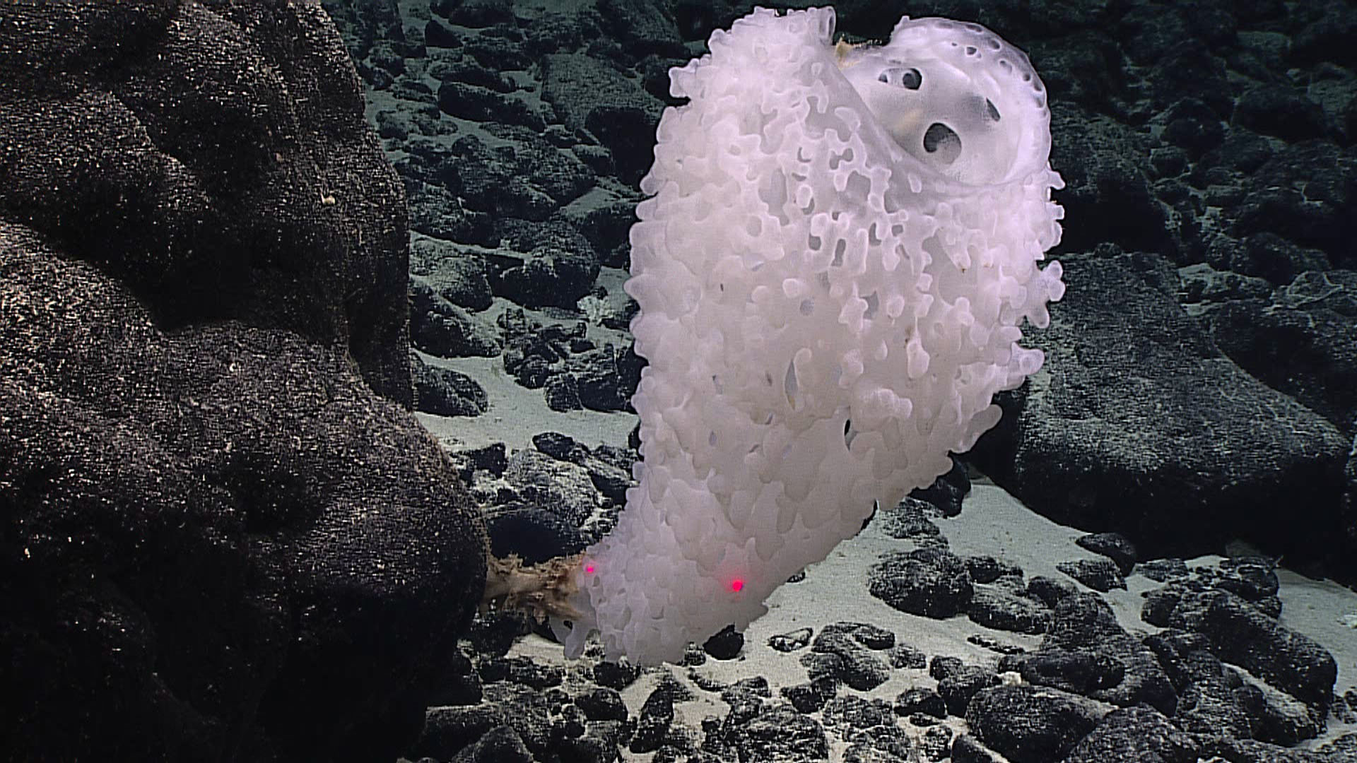 Photograph of a deep sea glass sponge