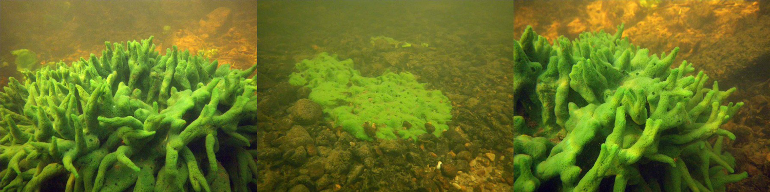 Photographs of freshwater sponges