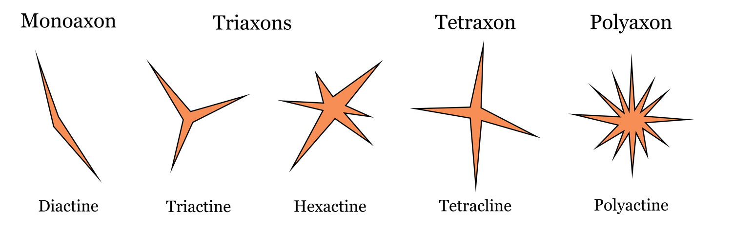 Diagram of sponge spicule types and shapes