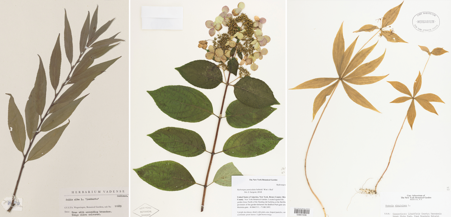 3-Panel figure. Panel 1: Herbarium specimen of white willow with alternate leaves. Panel 2: Herbarium specimen of hydrangea with opposite leaves. Panel 3: Herbarium specimen of cucumber-root with whorled leaves.