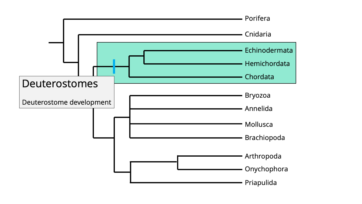 Image of animal phylogeny, highlighting the deuterostomes