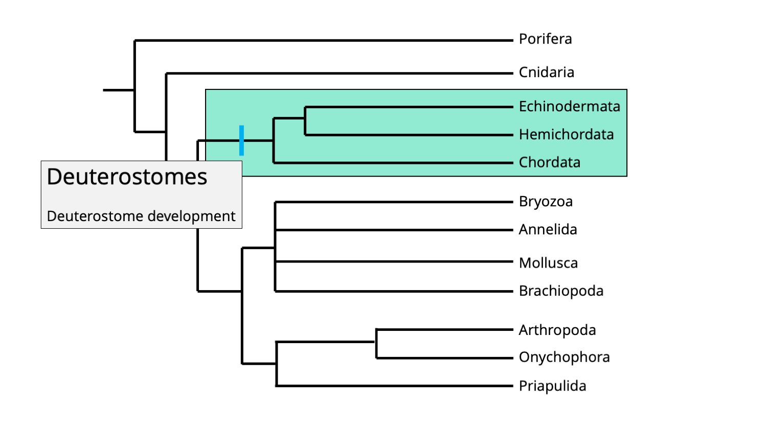 Imagem da filogenia animal, destacando os deuterostômios