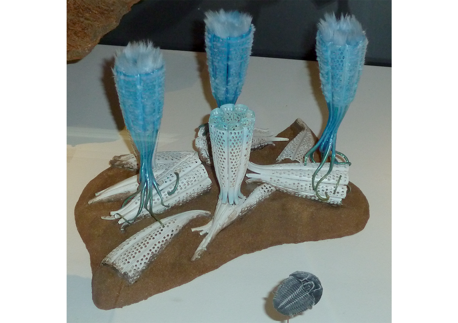 Photograph of archaeocyathid models on display at the Melbourne Museum, Australia.