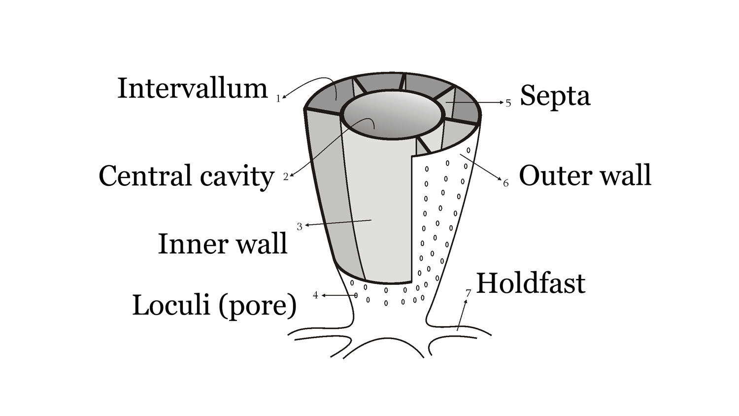 Diagram labeling morphology of an archaeocyathid