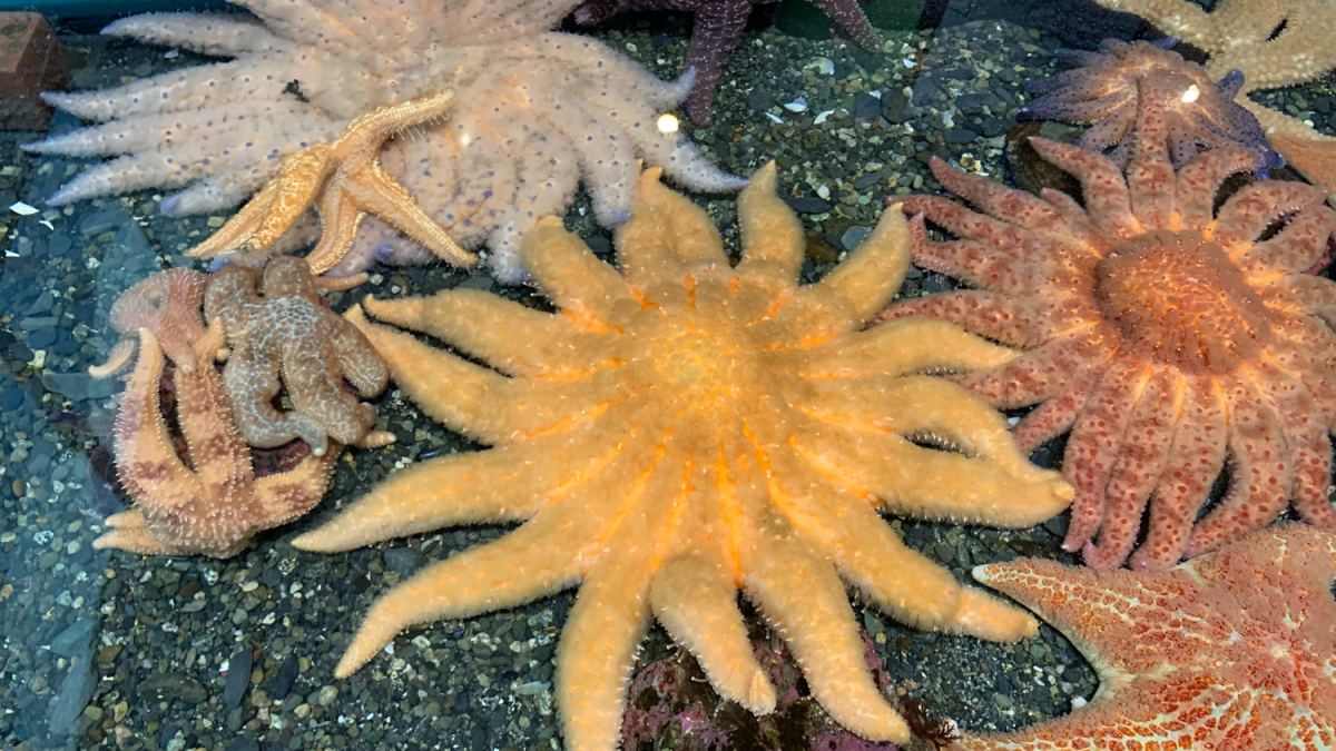 Photograph of a sea star touch tank