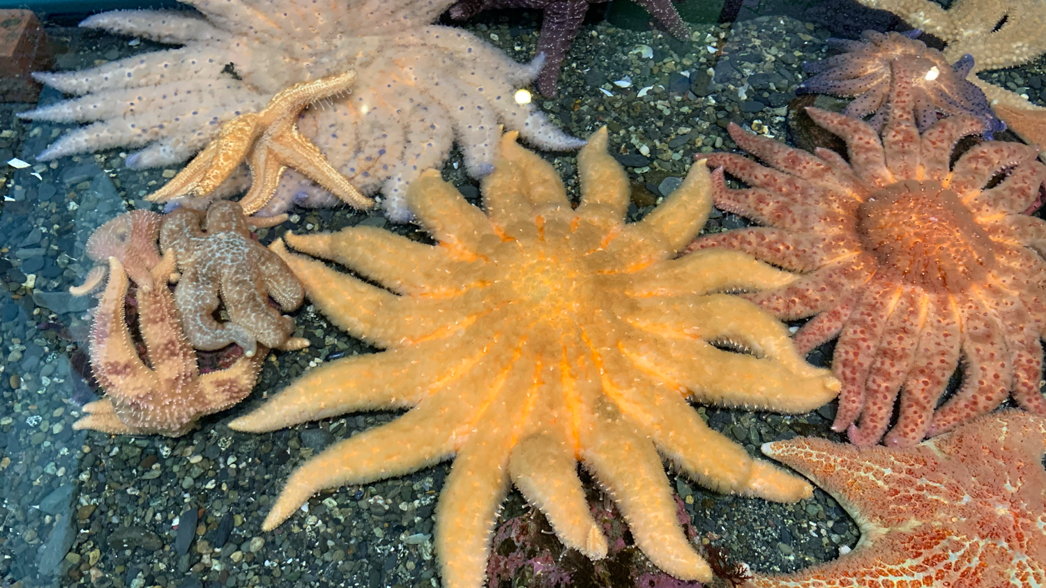 How Do Starfish Eat? - American Oceans