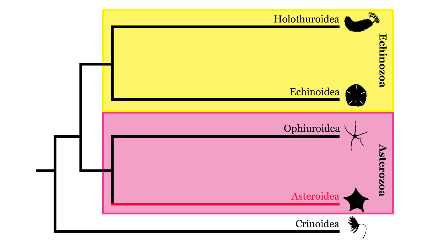 Image of echinodermata phylogeny highlighting Asteroidea