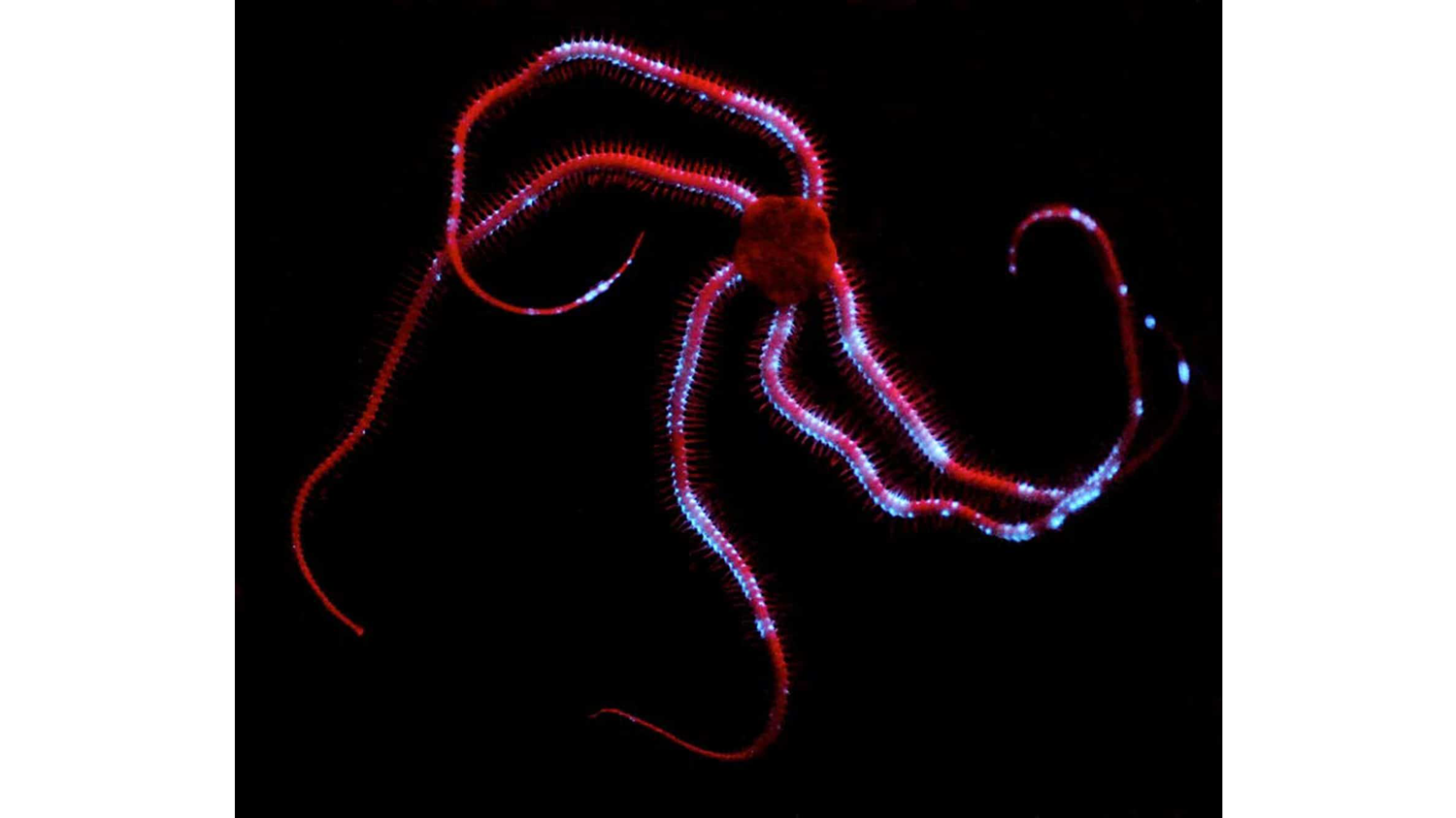 Photograph of a brittle star emitting a blue bioluminescent display