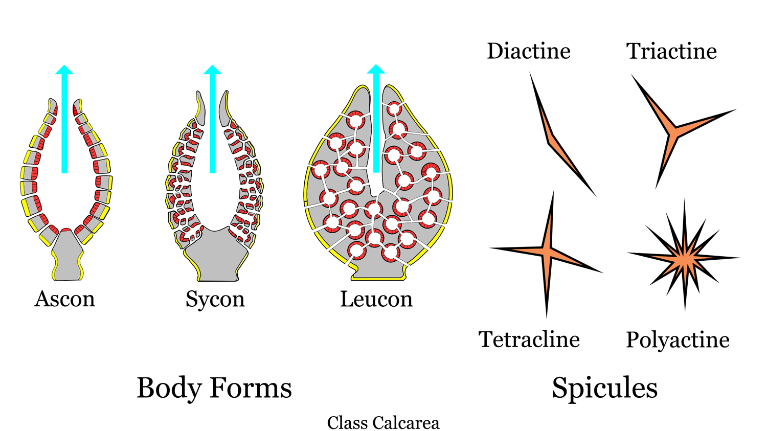 Diagram of Calcarea body plans and spicules