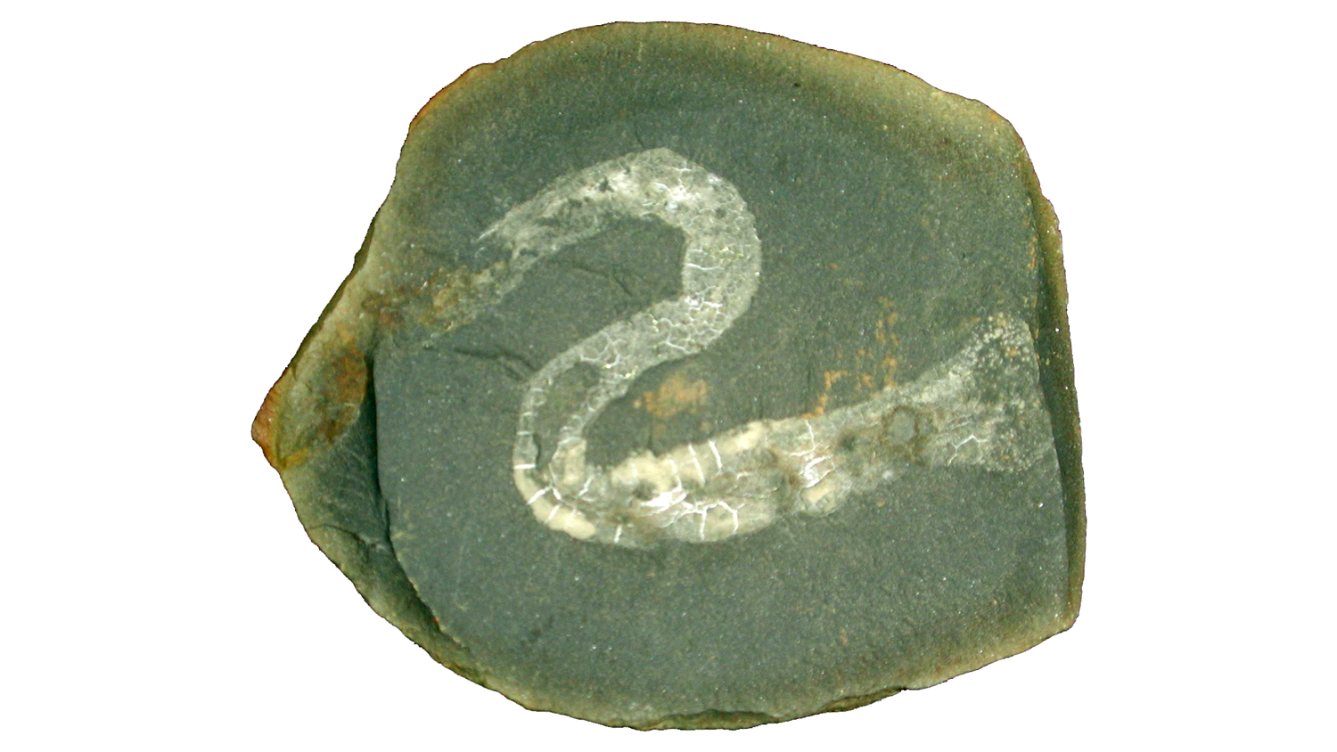 Image of a Chiridotidae body fossil