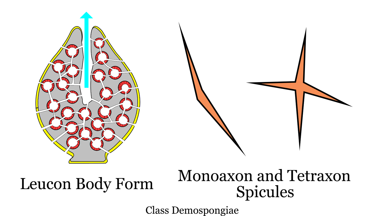Diagram of Demospongiae body plan and spicules