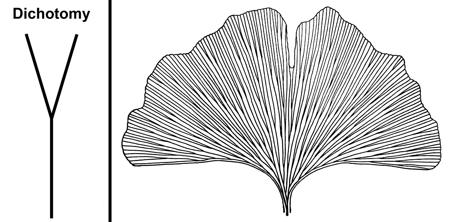 2-Panel figure. Panel 1: Diagram of a dichotomy, represented by one line splitting into two equally lines. Panel 2: Drawing of a Gingko leaf, with may dichotomizing veins that end at the leaf margin.