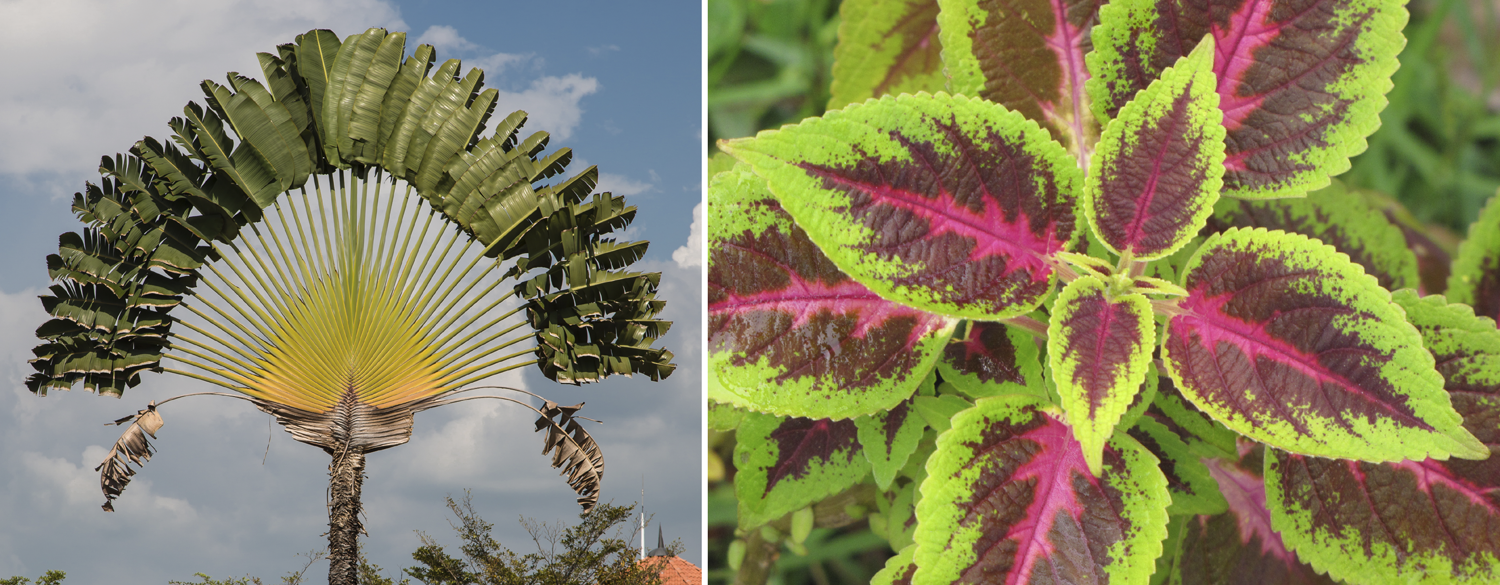 2-Panel photo figure. Panel 1. Distichous leaf arrangement of a traveller's tree. Panel 2: Decussate leaf arrangement of coleus, an herb in the mint family.