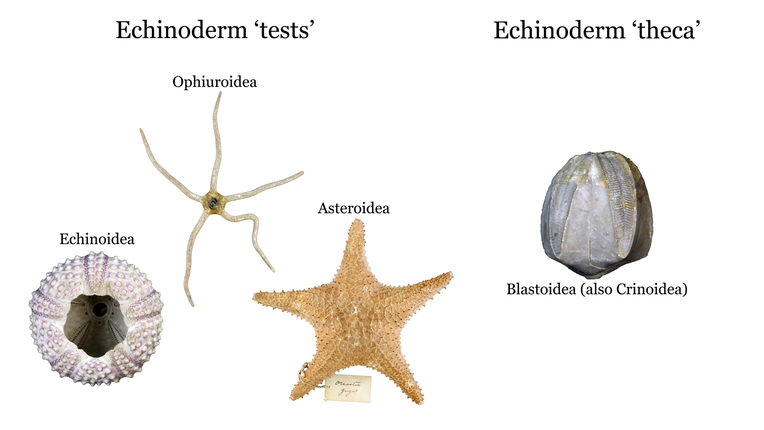 Imagens de testes de equinodermos e exemplos de teca