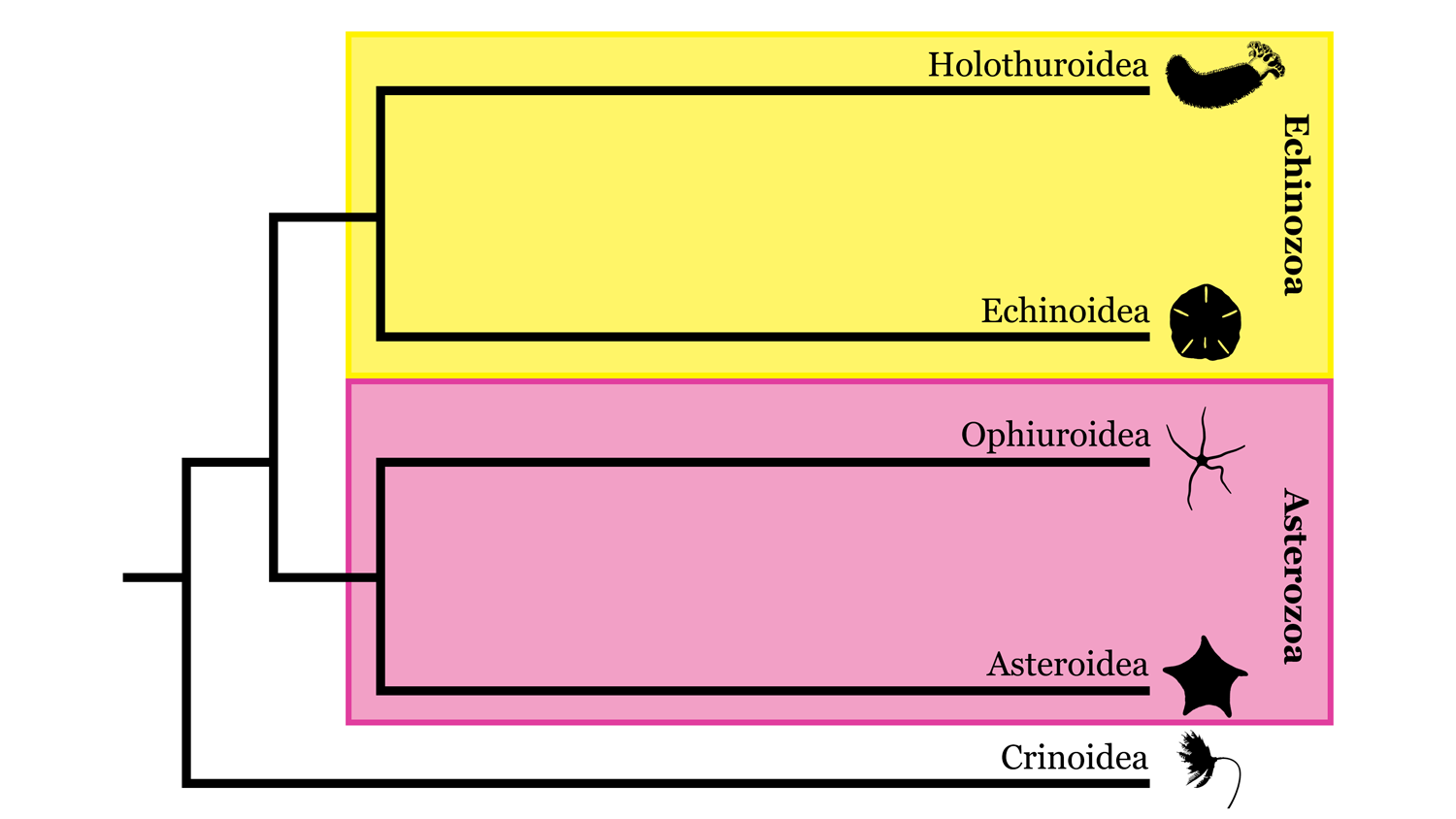Image of a simplified Phylum Echinodermata phylogeny
