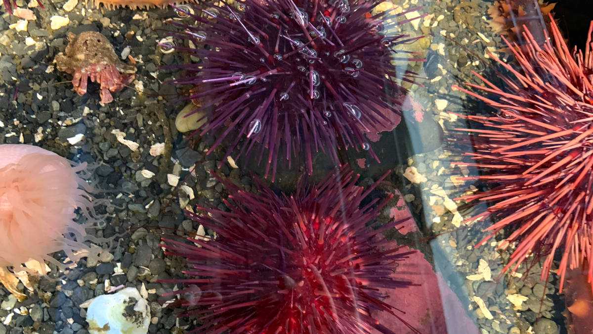 Photograph of sea urchins in a touch tank