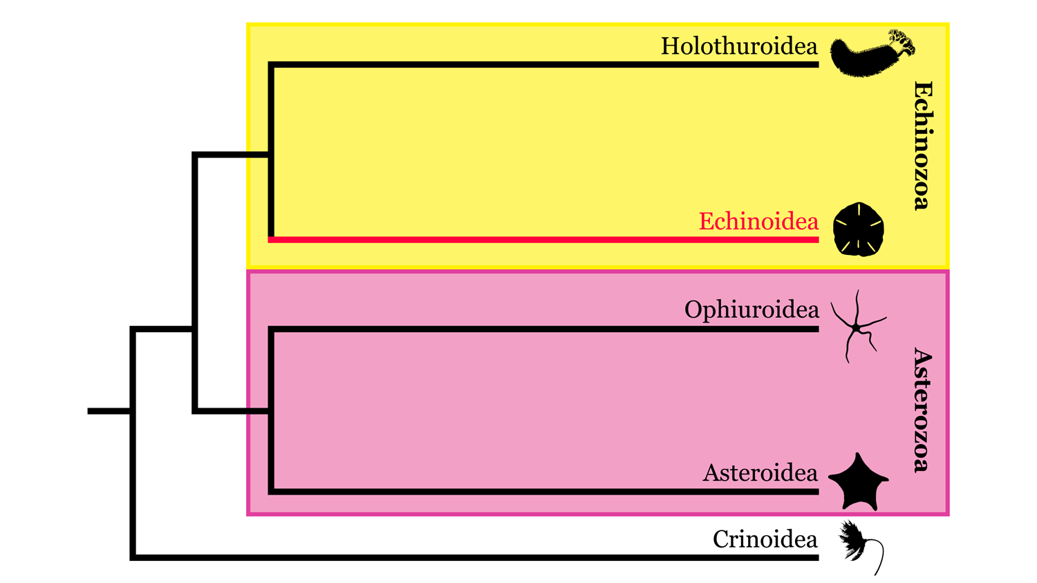 Image of Echinodermata phylogeny, highlighting where Echinoidea sits