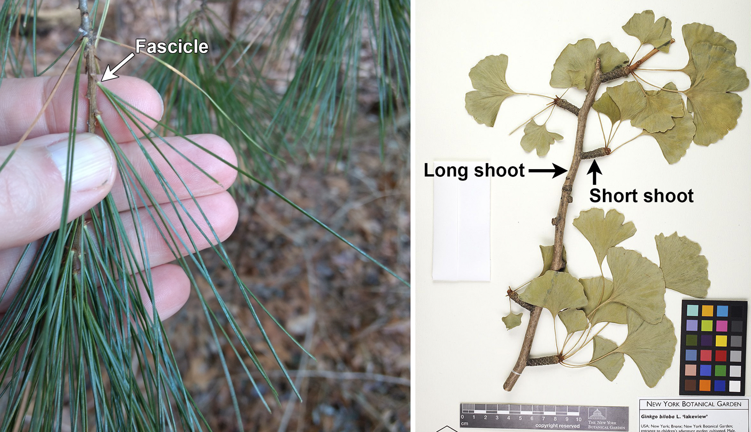 2-Panel figure. Panel 1: Close-up of white pine branch showing 5-needle fascicles. Panel 2: Herbarium sheet of ginkgo branch showing long shoot bearing short shoots with fascicled leaves.
