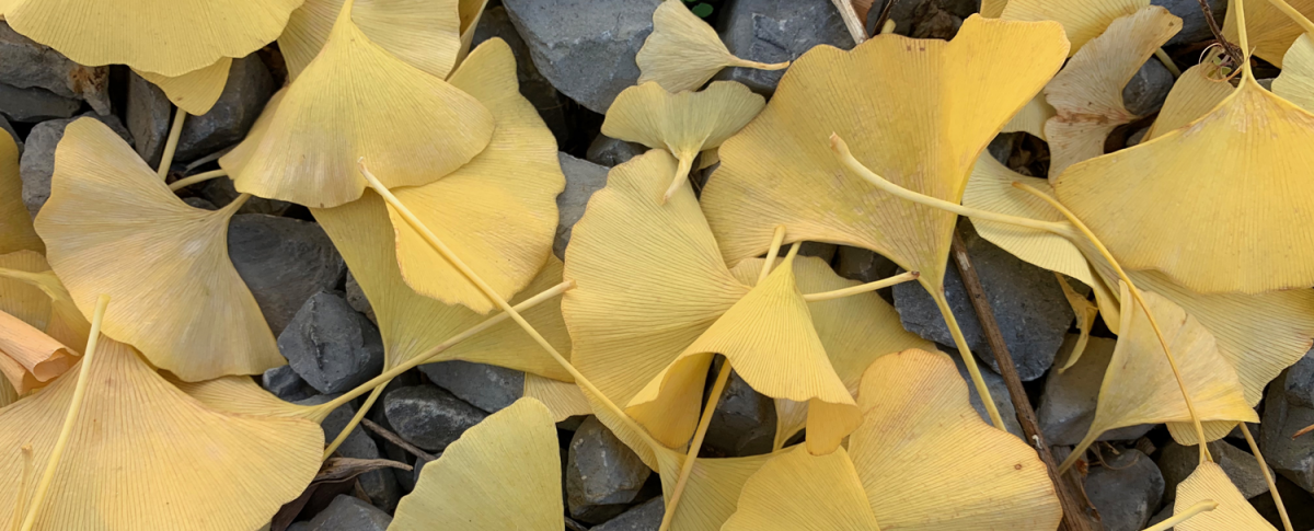 Photo of yellow, fan-shaped ginkgo leaves on gray rocks.