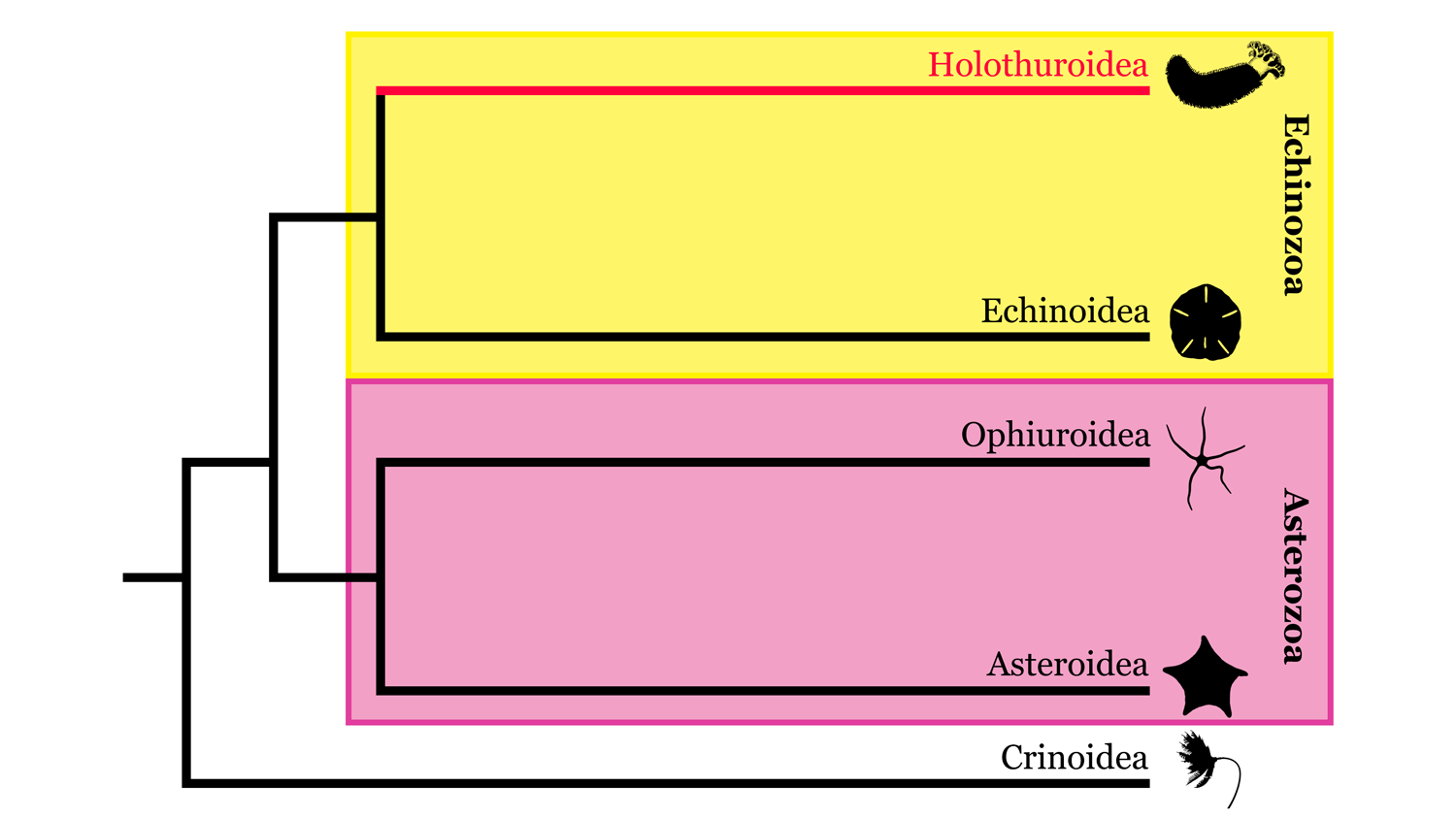 Image of Echinodermata phylogeny, highlighting where Holothuroidea sits