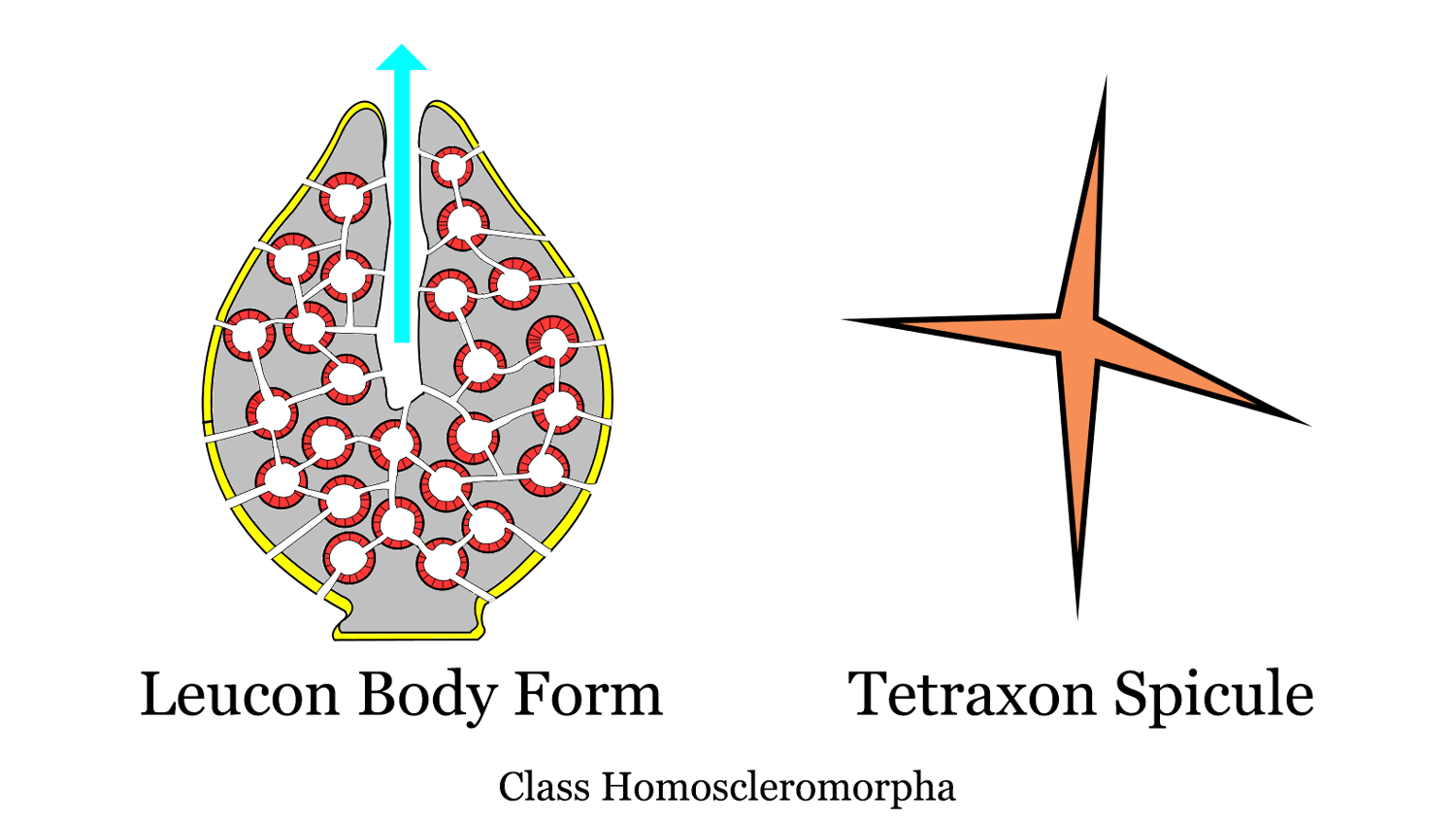 Diagram of Homoscleropmorpha body plan and spicule