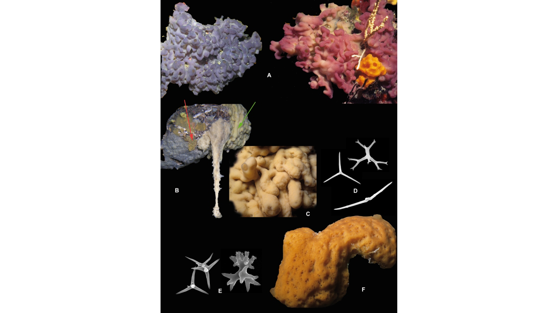 Image of Homoscleromorpha species and spicules