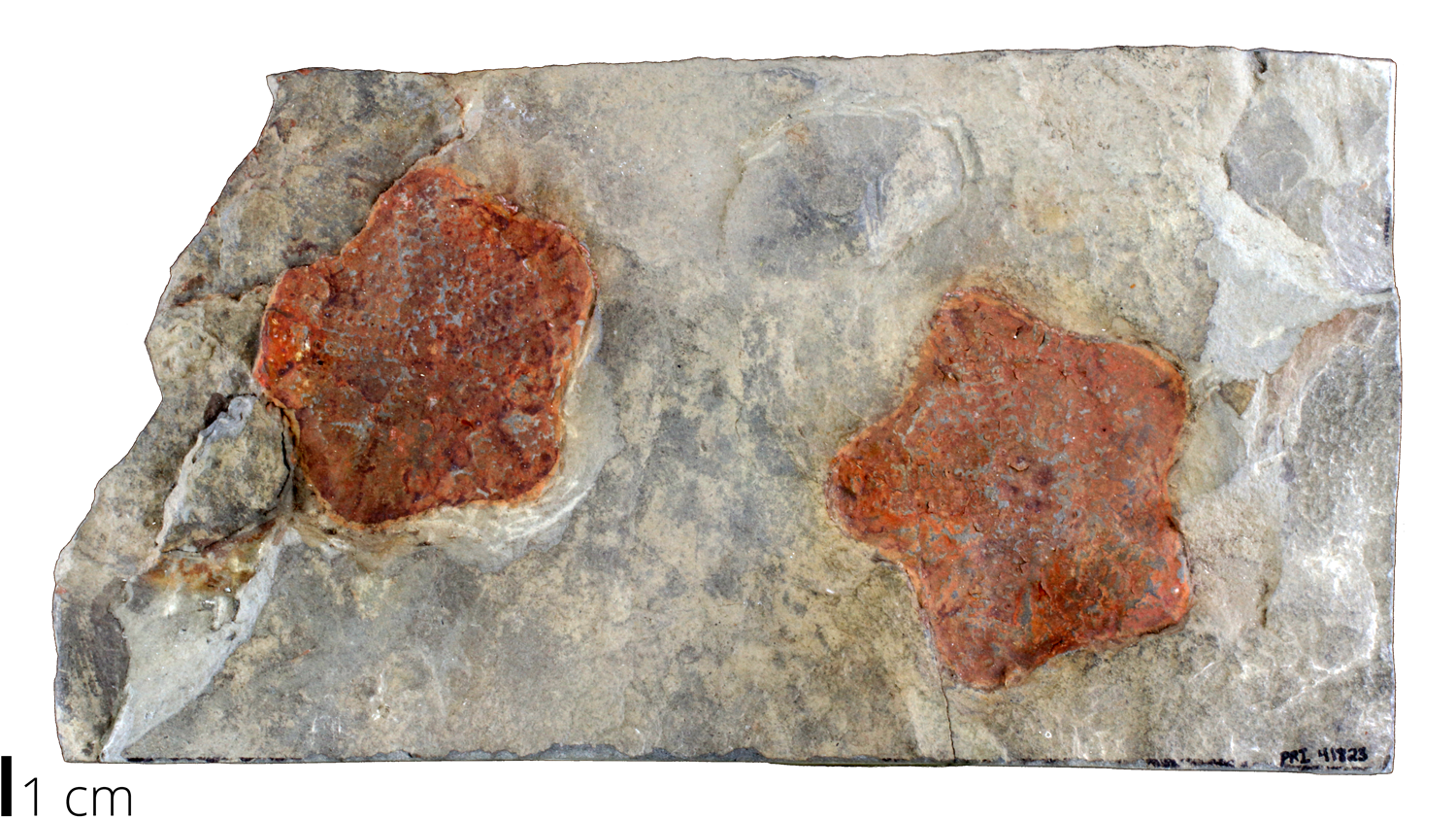 Photograph of Hyacticus pentagonus jacksoni fossil sea star