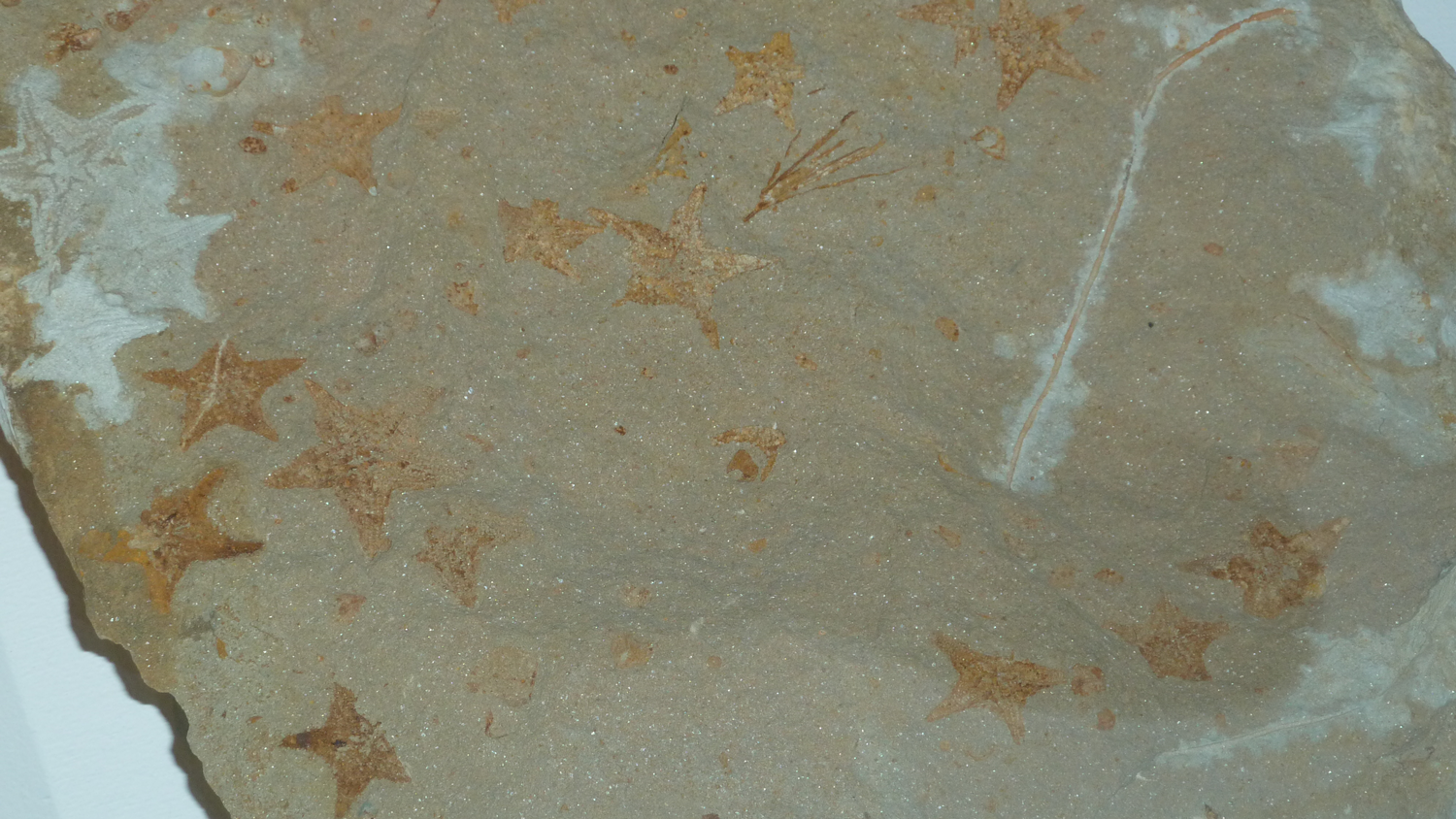 fossil sea star Salteraster species from the Sulurian 