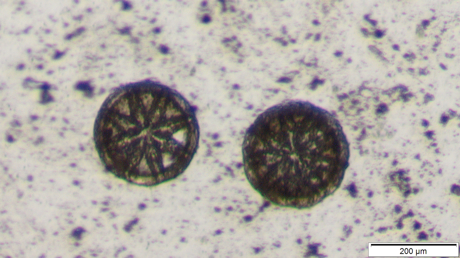 Image of fossil wheel-shaped spicules of the sea cucumber Hemisphaeranthos costifera