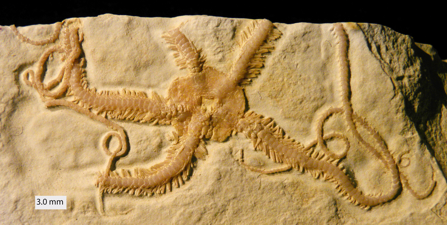Photograph of a fossil brittle star from the Upper Jurassic of Germany