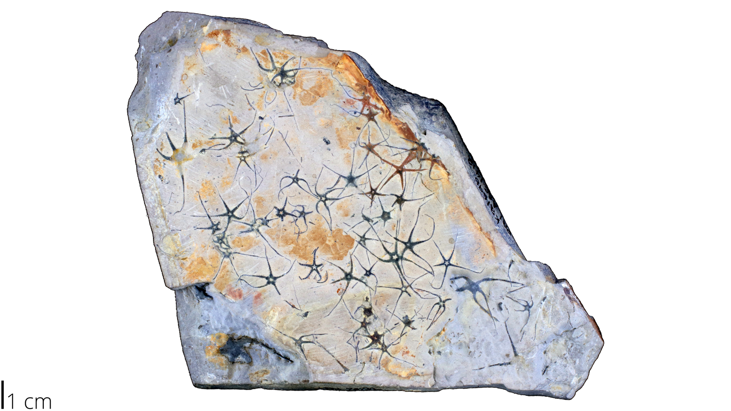 Photograph of a specimen rock slab full of brittle stars