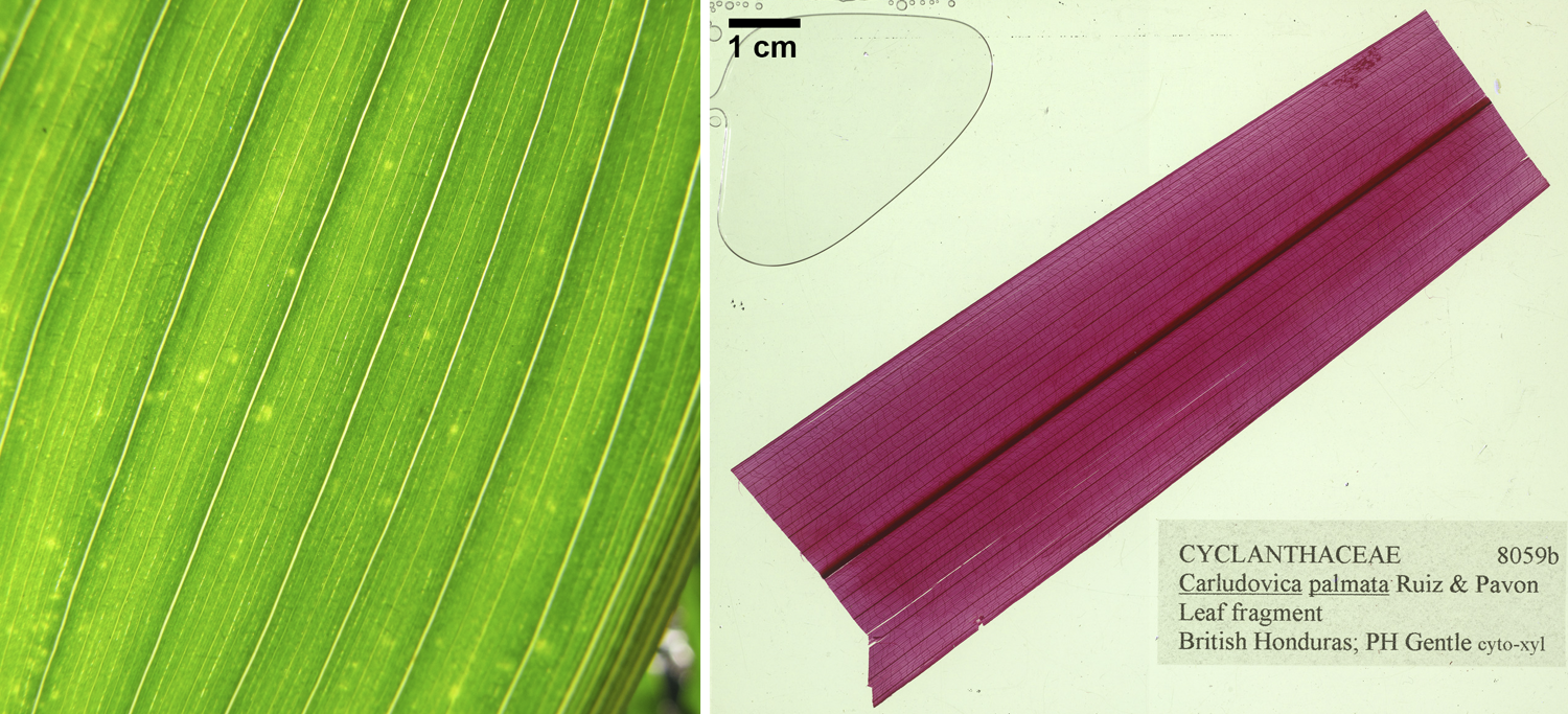 2-Panel figure showing parallel leaf venation. Panel 1: Close-up of maize leaf blade. Panel 2: Cleared and stained leaf of Panama hat plant.