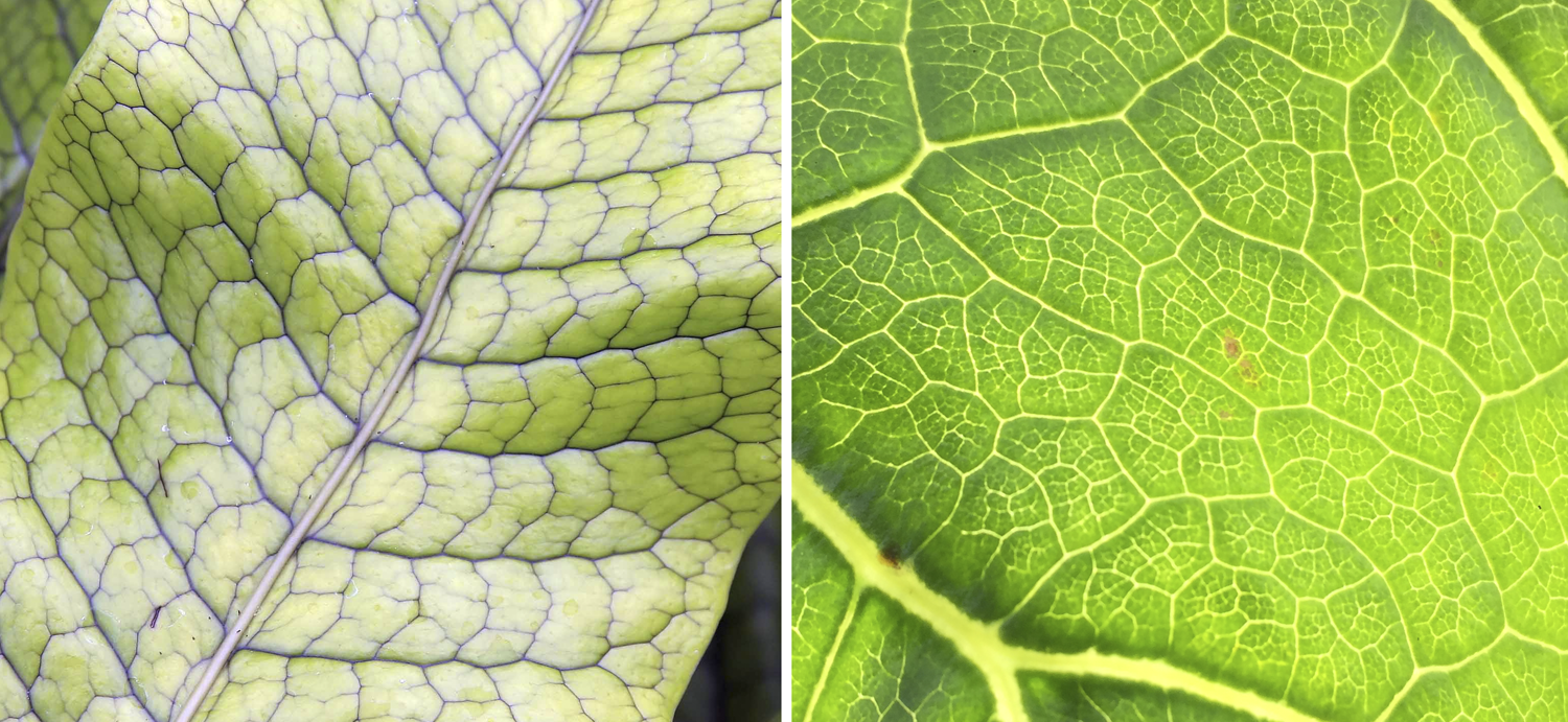 2-Panel figure. Panel 1: Reticulate venation in the leaf of crocodile fern. Panel 2: Reticulate venation in a leaf of cabbage tree, an angiosperm.