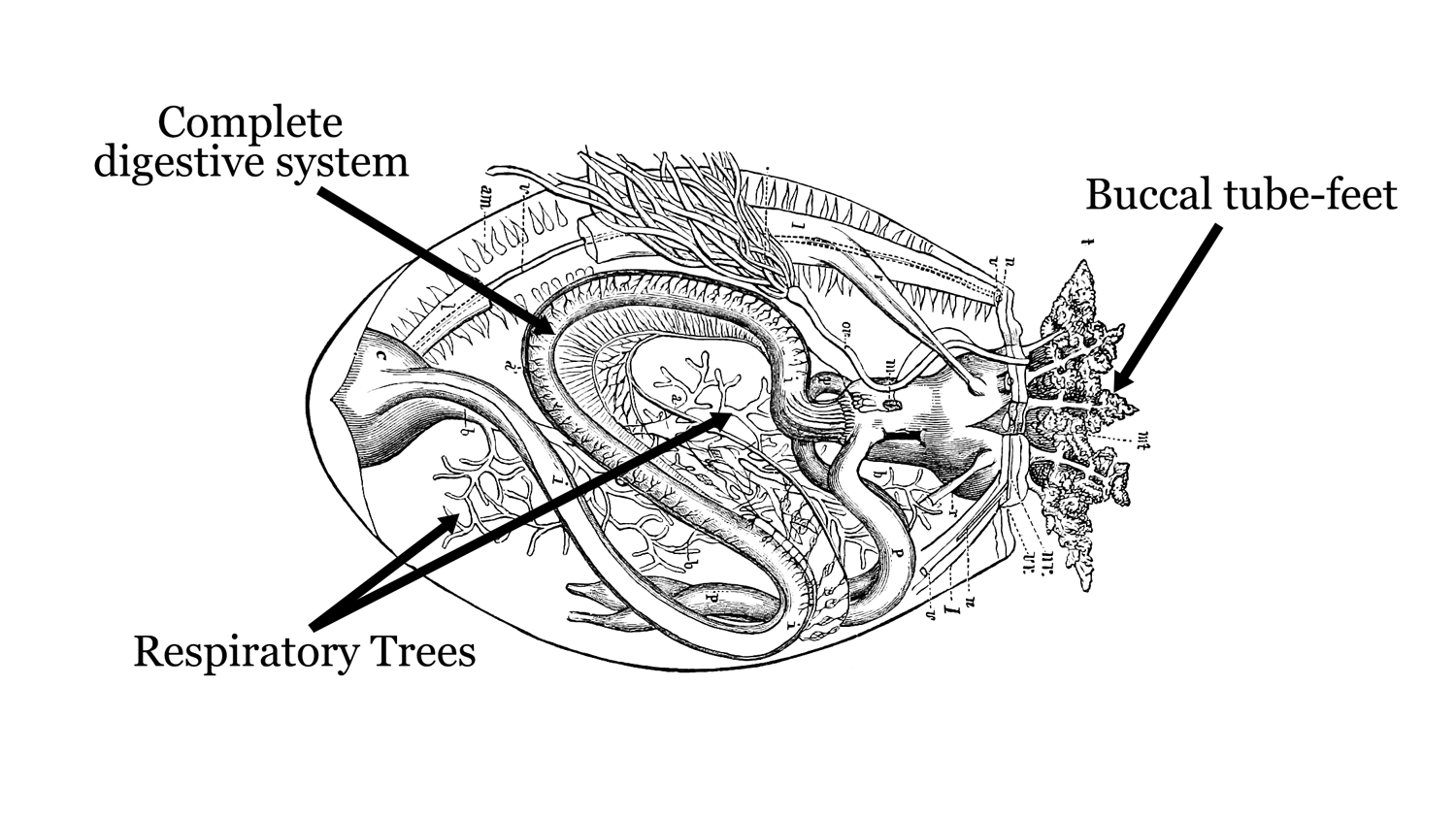 Labelled diagram of sea cucumber internal anatomy