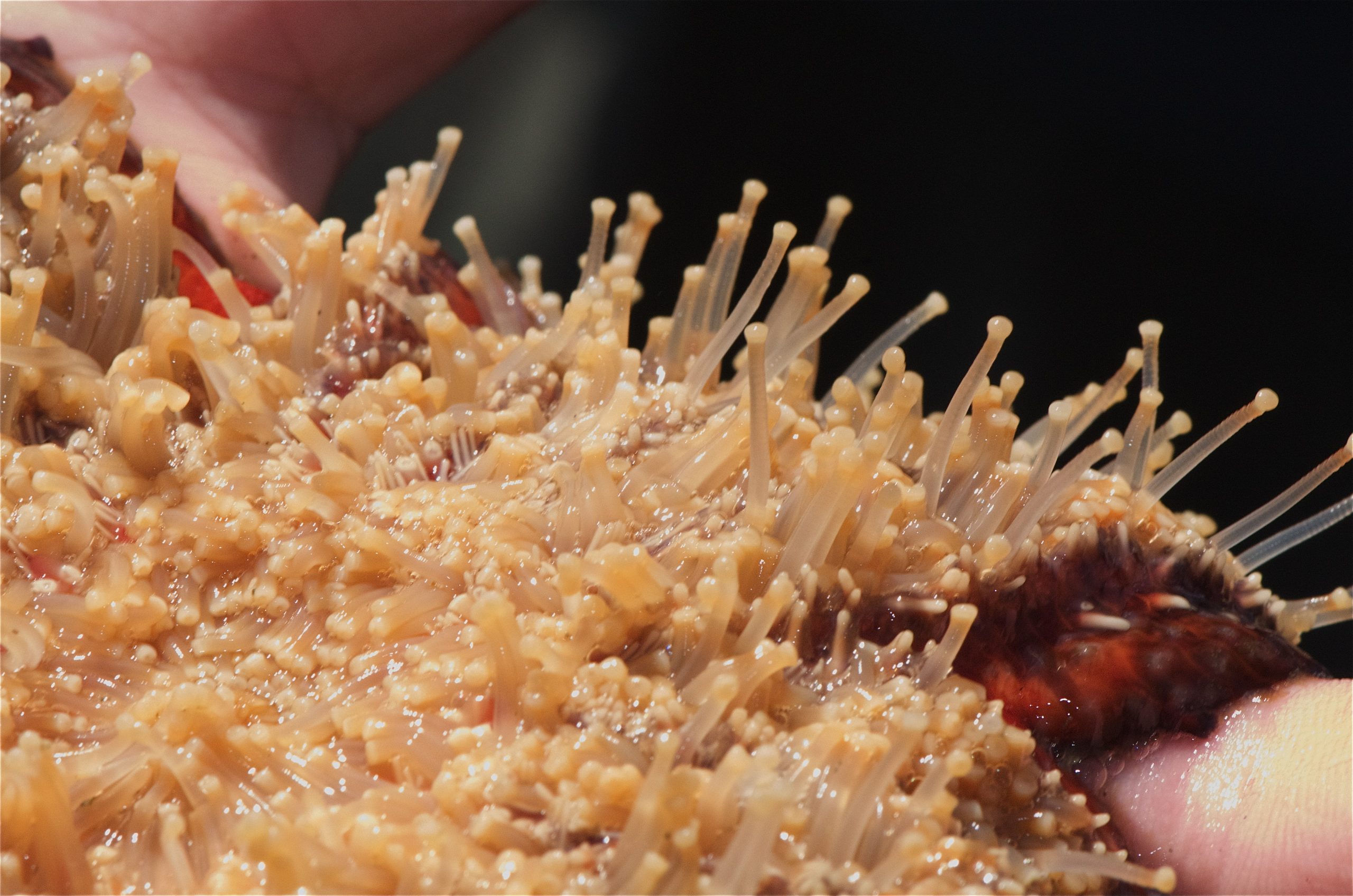 Photograph up-close of a sea star's tube-feet