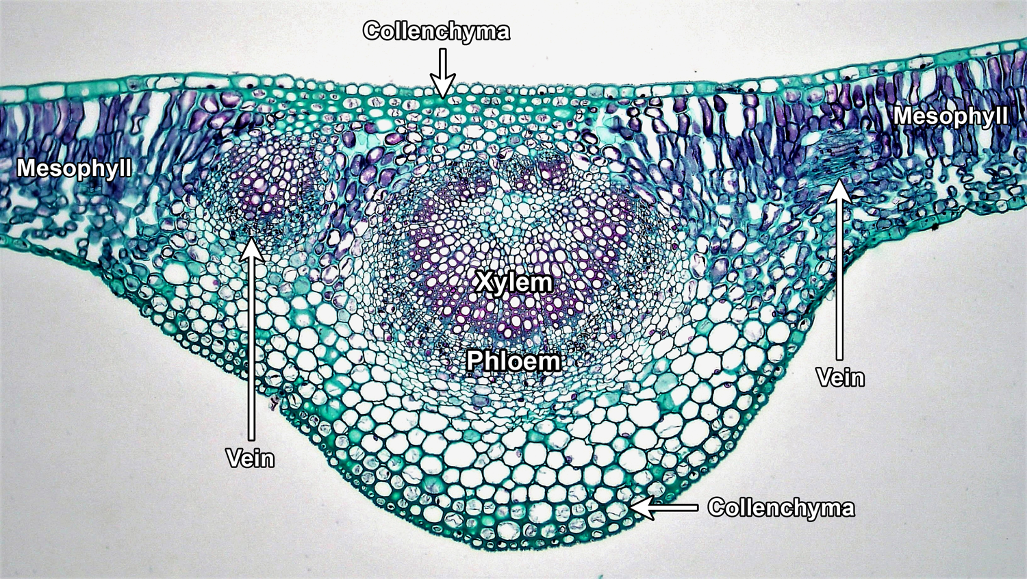 Labelled cross section through the midvein of a lilac leaf, showing veins, mesophyll, and collenchyma. Collenchyma is a supporting tissue.