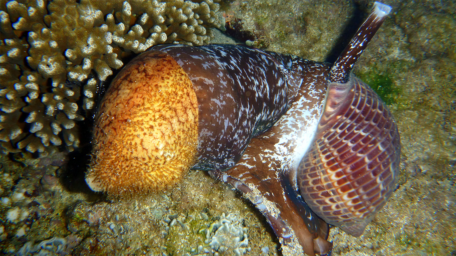 Photograph of a partridge tun snail (Tonna perdix) consuming a sea cucumber at night