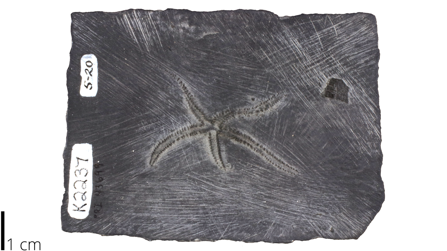 Urastella asperula fossil sea star