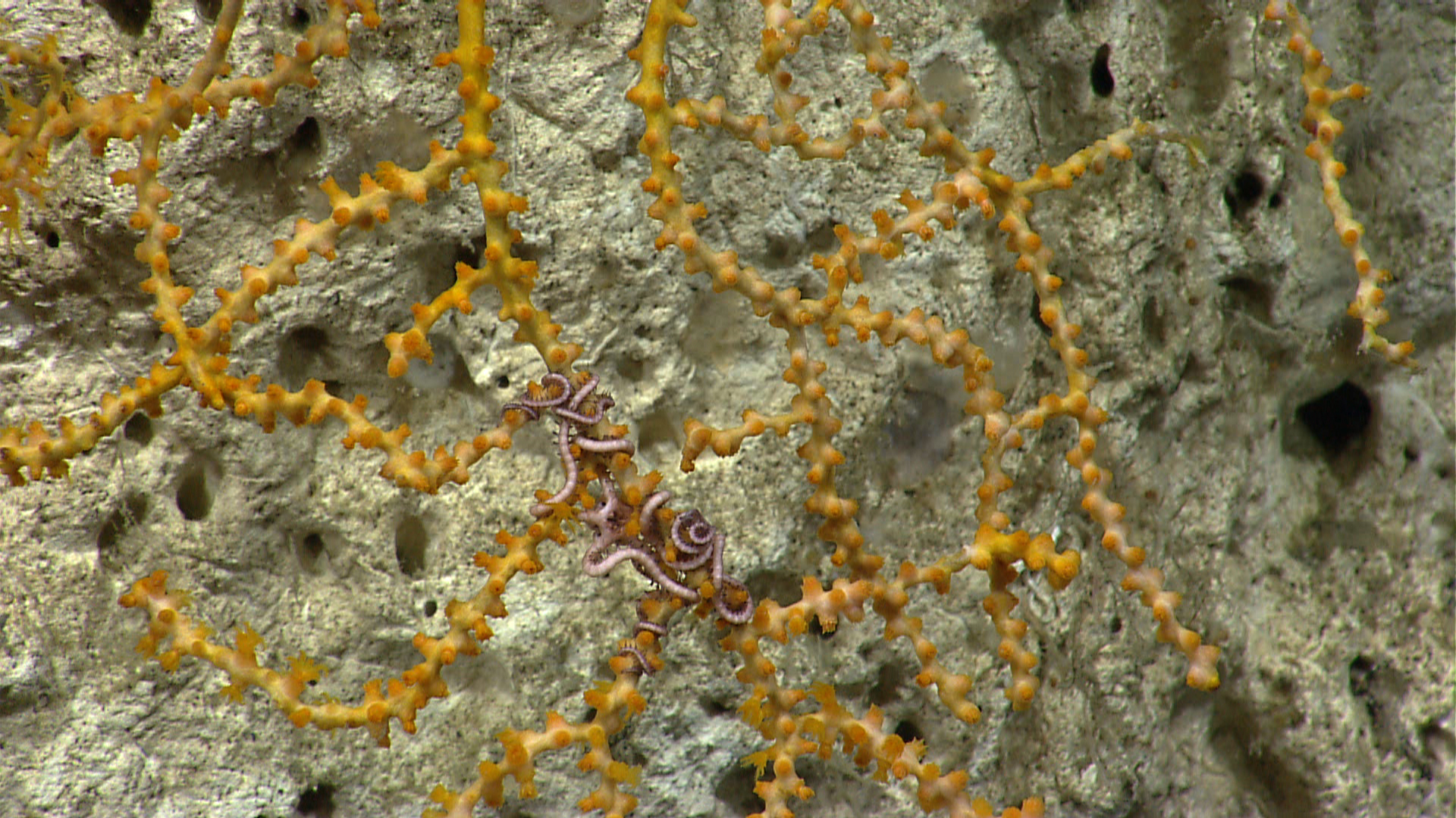 Photograph of a deep-sea healthy coral with brittle star coiled around its branches.