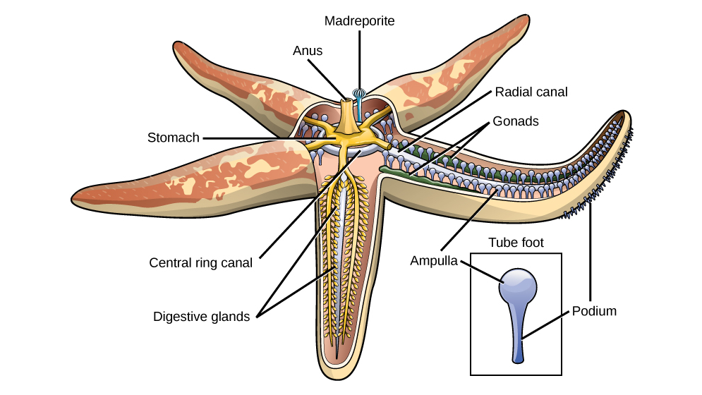 Labelled diagram of sea star internal anatomy