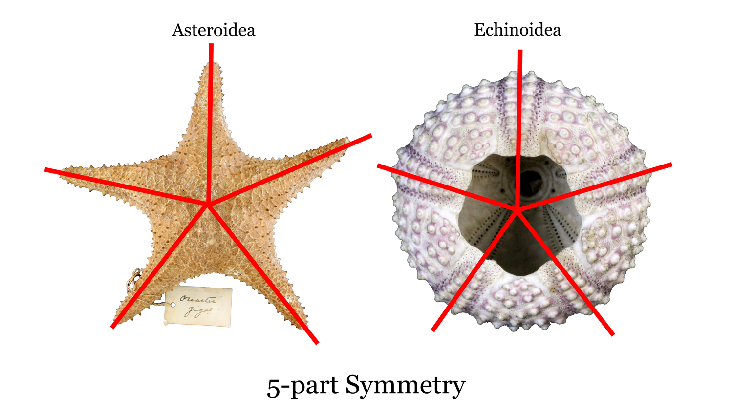 Imagem mostrando a simetria pentarradial de asteroidea e echinoidea