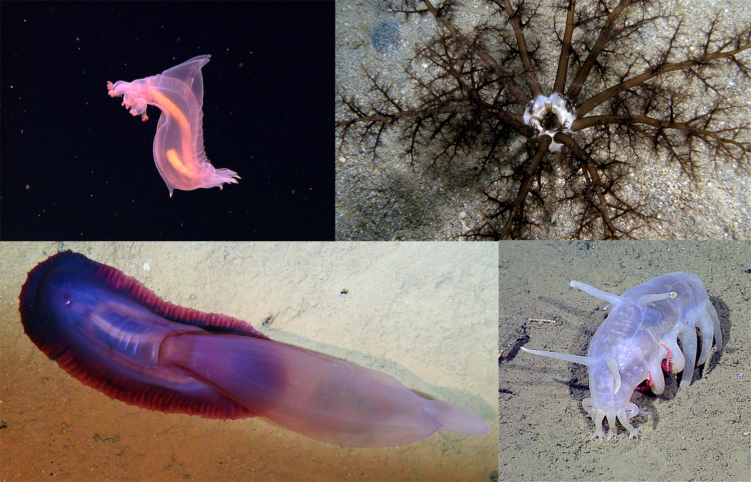 Top Left: Photograph of a pelagic sea cucumber. Top Right: Photograph of a burrowing sea cucumber with buccal tube-feet exposed. Bottom Left: Photograph of a sea cucumber with a sail-shaped tube-foot. Bottom Right: Photograph of a sea pig sea cucumber.