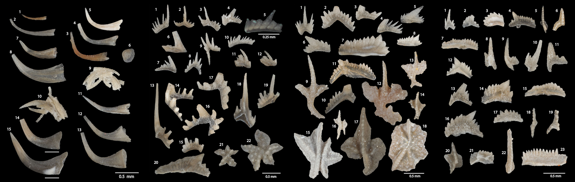 Image showing a variety of conodont elements.