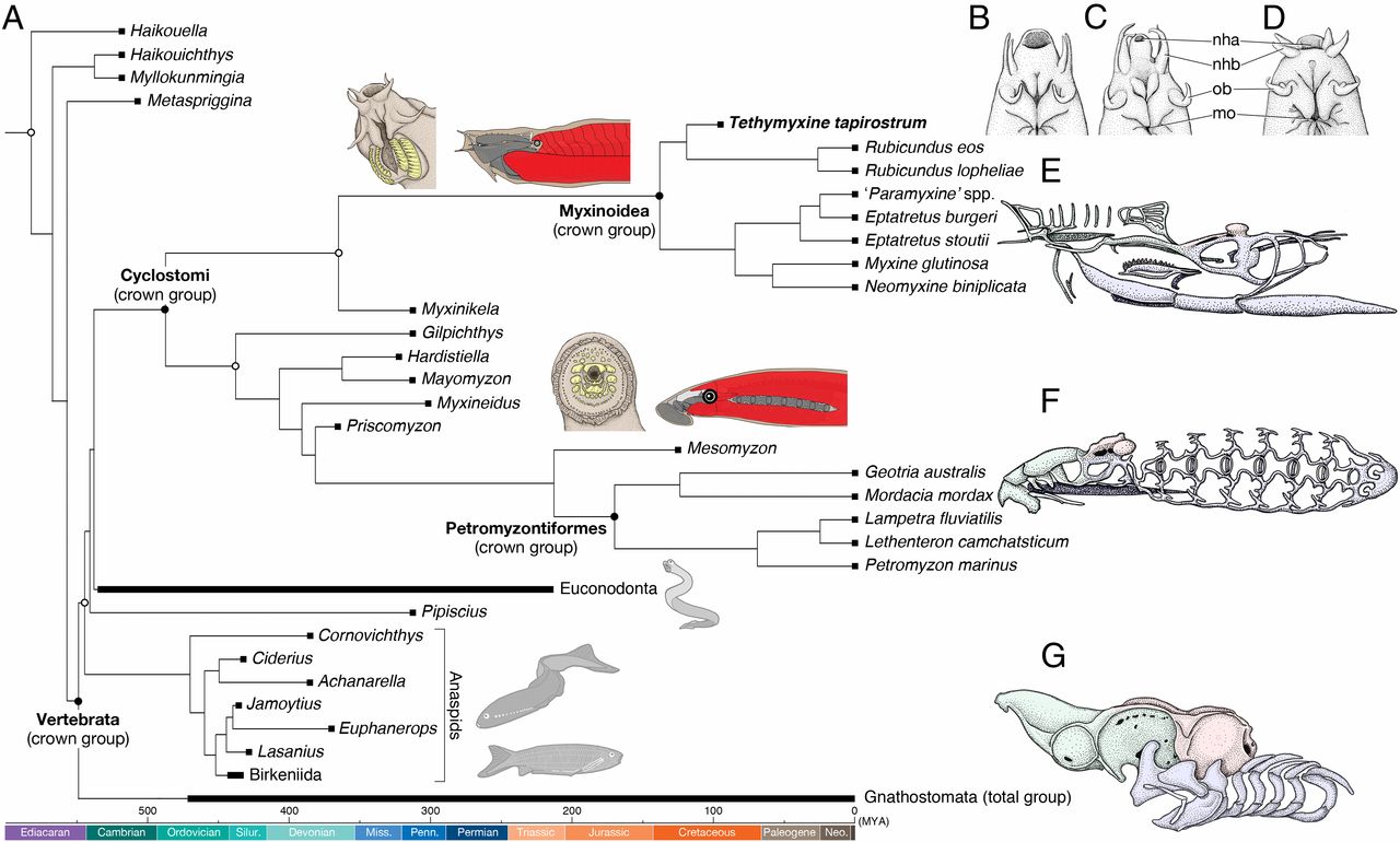 Figure showing a phylogeny of cyclostomes and other vertebrate groups.