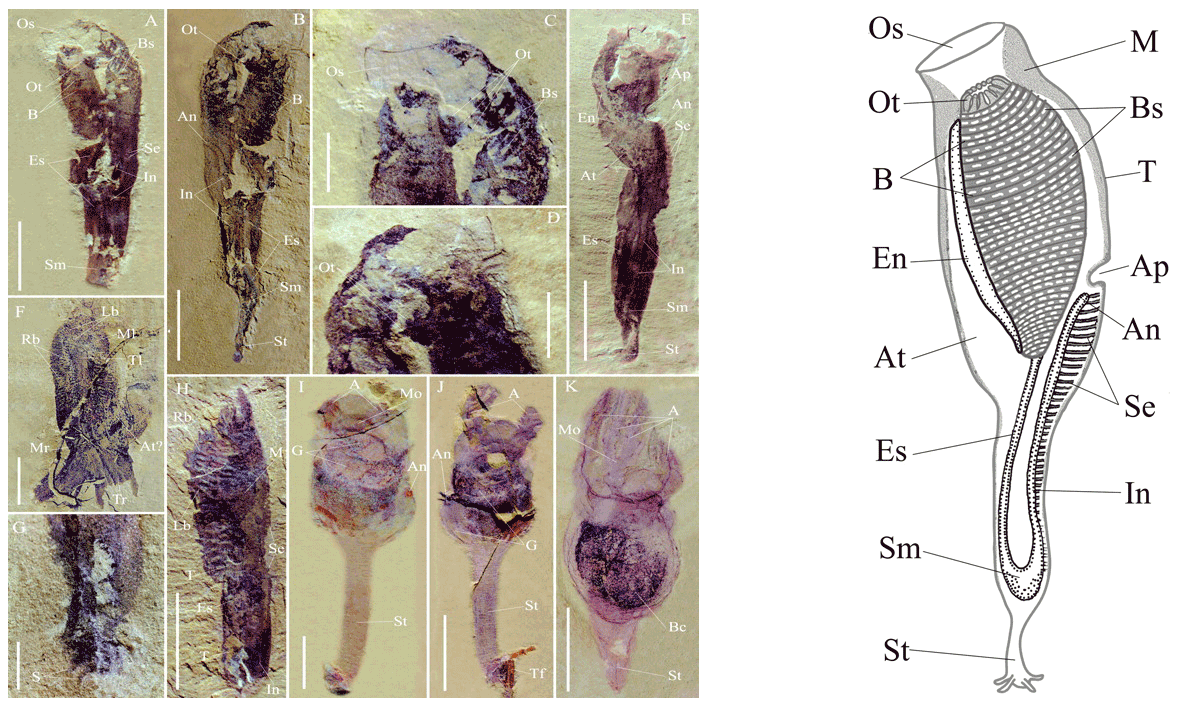 Photographs and reconstruction of the purported fossil tunicate Shankouclava.