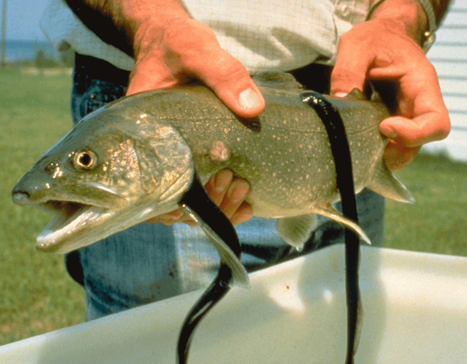 Photograph of two lampreys attached to a lake trout.