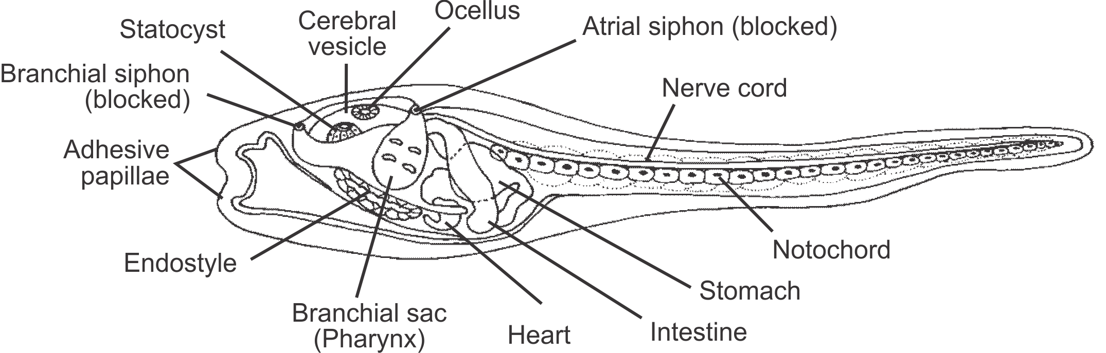 Image showing the internal anatomy of a tunicate larva.
